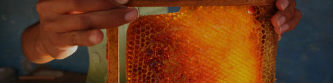 hands holding honey comb 