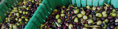 green baskets filled with freshly harvested green and black olives in Palestine