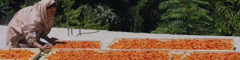 woman farmer on patio drying apricots