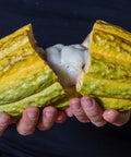 a split cacao pod revealing what's inside and where the cacao beans are found