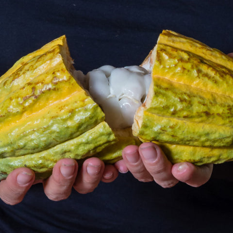 a split cacao pod revealing what's inside and where the cacao beans are found