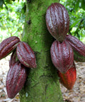 dark red cacao pods growing out of a moss covered tree trunk