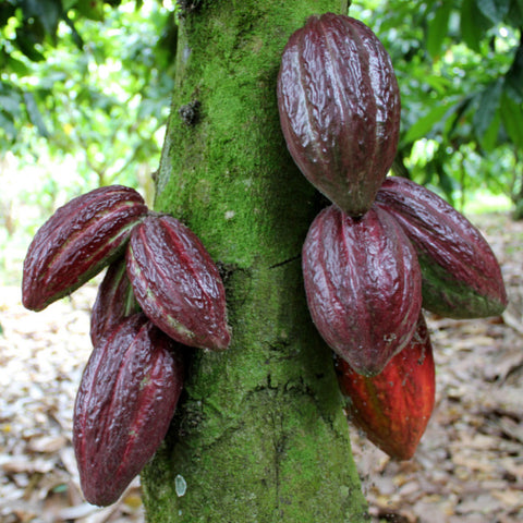 dark red cacao pods growing out of a moss covered tree trunk