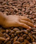 a hand on top of drying cacao beans