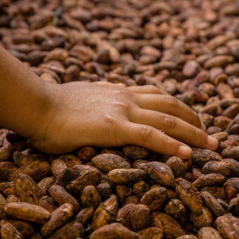 hand on top of drying cocoa beans