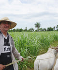 Bernardo Ruiz Diaz and his livestock working on his sugar cane farm in Paraguay