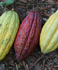 three different colored cacao pods laying on the ground 