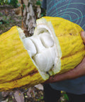 close up of split cacao pod showing what inside and where cocoa beans come from