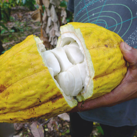 close up of split cacao pod showing what inside and where cocoa beans come from