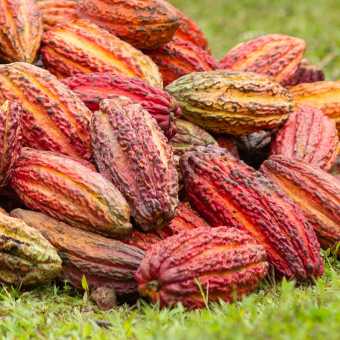 pile of red, orange and yellow cacao pods