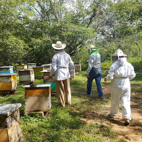 Three beekeepers wearing protective gear walking towards a group of bee hives