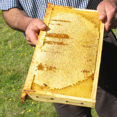 bee keeper holding a wooden honeycomb frame  