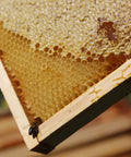 closeup of honeycomb in wooden frame with bee