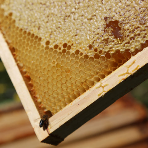 closeup of honeycomb in wooden frame with bee