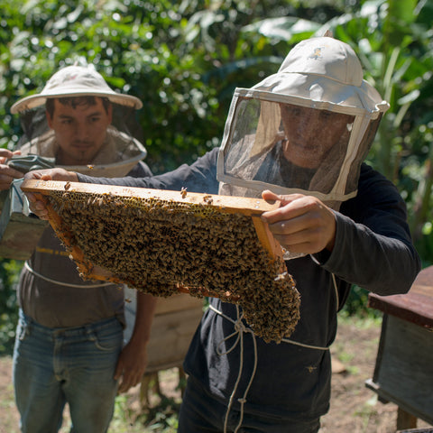 Two people beekeeping wearing protective veils and examining a bee filled frame