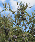 olive tree with black olives growing on branches and a blue cloudy sky in the background