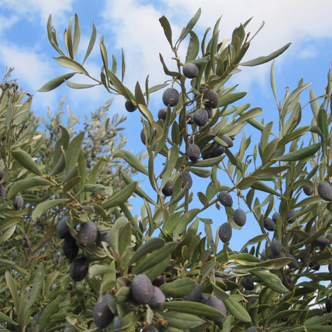 olive tree with black olives growing on branches and a blue cloudy sky in the background