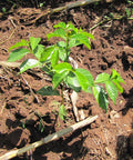 coffee seedling growing from the rich soil in the sunlight