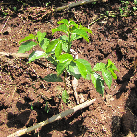 coffee seedling growing from the rich soil in the sunlight