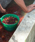 Washing coffee cherries in concrete tanks