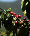 coffee branch with red and green coffee cherries in the sunlight