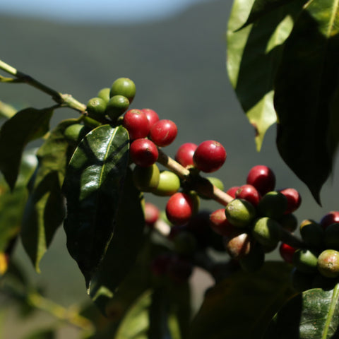 coffee branch with red and green coffee cherries in the sunlight