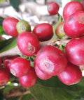 fat and red ripe coffee cherries on a branch