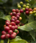 closeup of coffee branch full of ripe red cherries