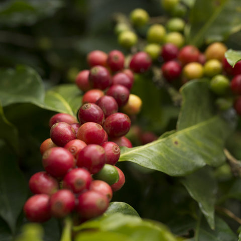 closeup of coffee branch full of ripe red cherries