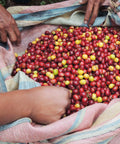 hands reaching into an open burlap bag filled with red and yellow coffee cherries