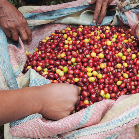 hands reaching into an open burlap bag filled with red and yellow coffee cherries