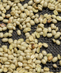 green coffee beans after depulping spread out on black mesh surface