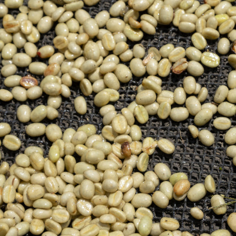 green coffee beans after depulping spread out on black mesh surface