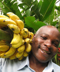 banana farmer holding a banana bunch on his shoulder with banana leaves in the background