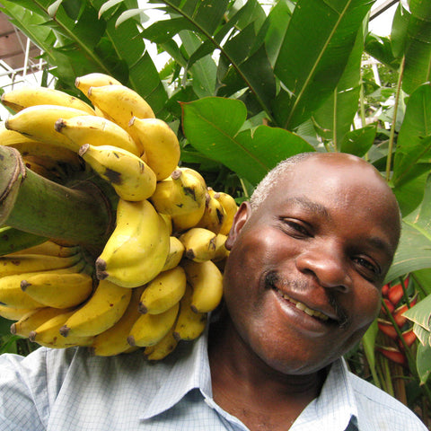 banana farmer holding a banana bunch on his shoulder with banana leaves in the background