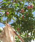 extended net reaching into branches of a mango tree and being used to harvest ripe mangoes