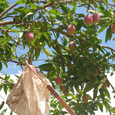 extended net reaching into branches of a mango tree and being used to harvest ripe mangoes