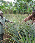 two pineapple farmers showing their crop in a field of pineapple plants intermixed with banana trees