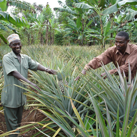 two pineapple farmers showing their crop in a field of pineapple plants intermixed with banana trees