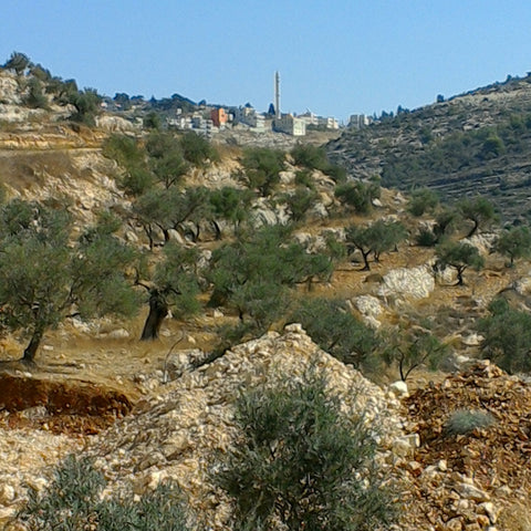 terraced land in the West Bank with olive trees and buildings in the distance